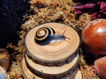 Caracolus Sagemon